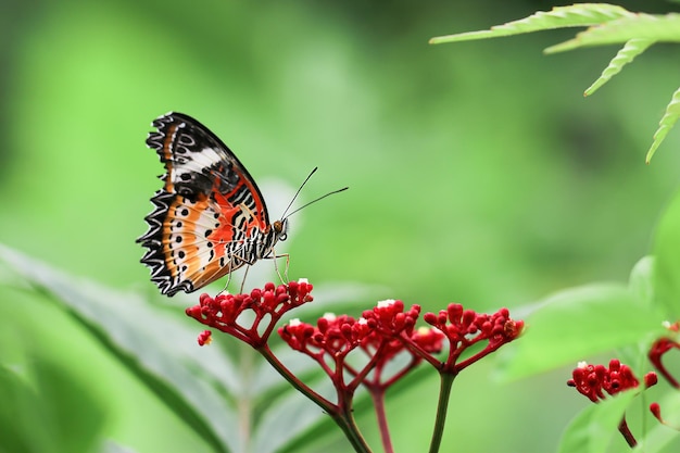 Farfalla monarca su fiore Immagine di una farfalla Monarca su fiore rosso con sfondo verde sfocato Immagine stock della natura di un insetto in primo piano Immagini più belle di una farfalla con le ali sui fiori