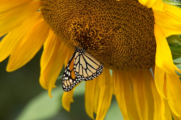 Farfalla monarca su girasole