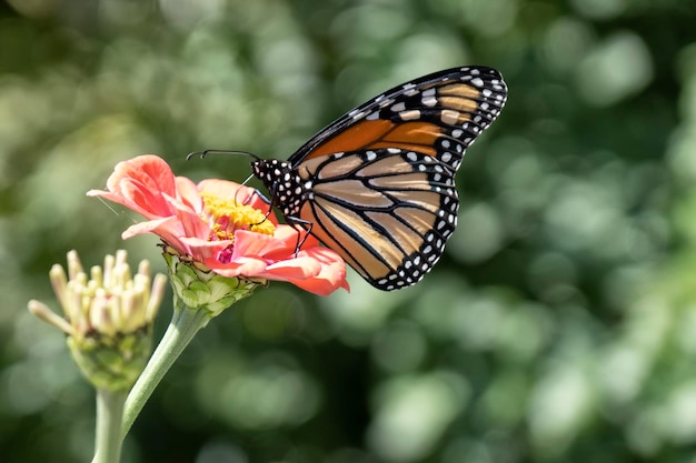 Farfalla monarca sul fiore rosa zinnia