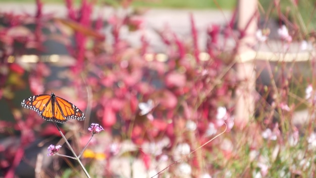 Farfalla monarca sul fiore selvatico fiori di campo fioriscono giardino medow o primavera lea