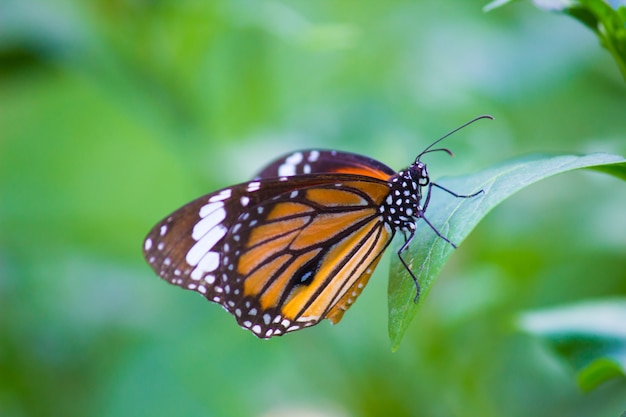 Farfalla monarca sulla pianta del fiore