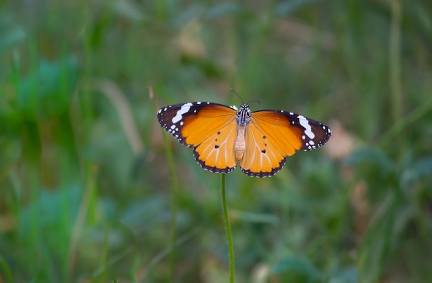 Farfalla monarca