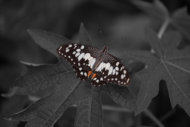 Farfalla monocromatica del primo piano su una foglia.