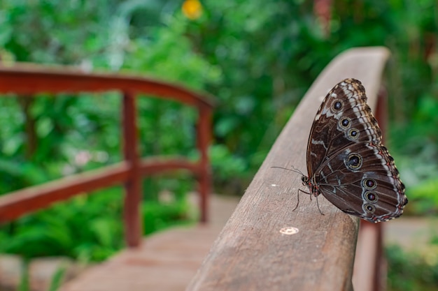 Farfalla Morpho peleides, appoggiata su un ponte di legno