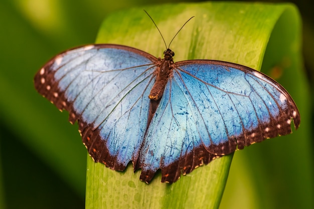 Farfalla Morpho peleides con le ali aperte su una foglia verde