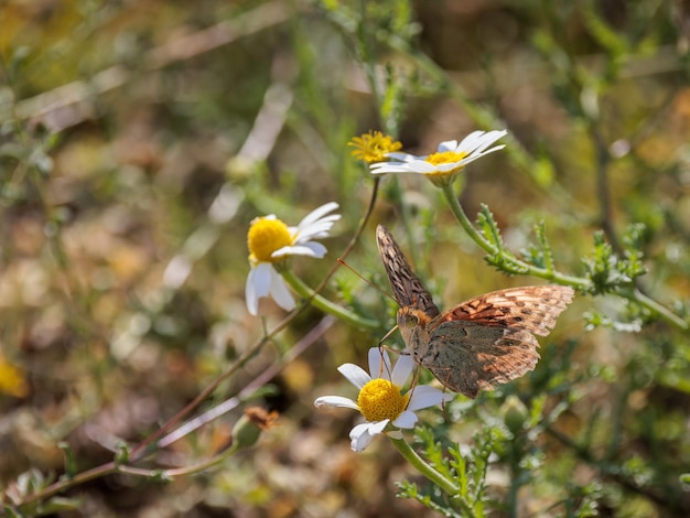 Farfalla nel loro ambiente naturale.