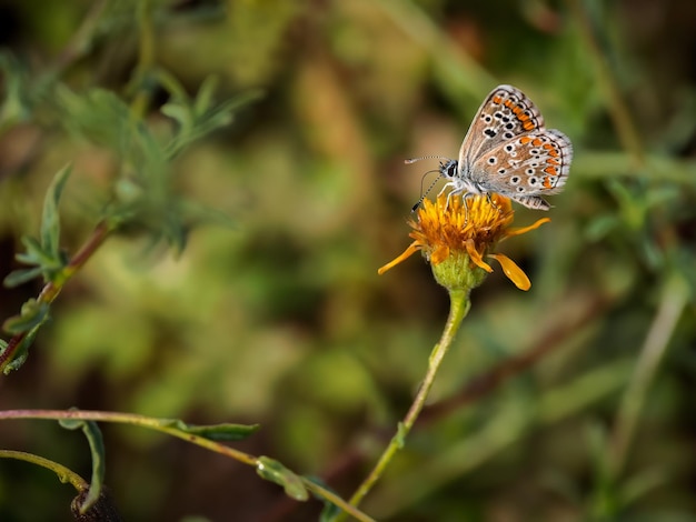 Farfalla nel loro ambiente naturale.