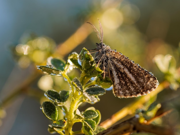 Farfalla nel loro ambiente naturale