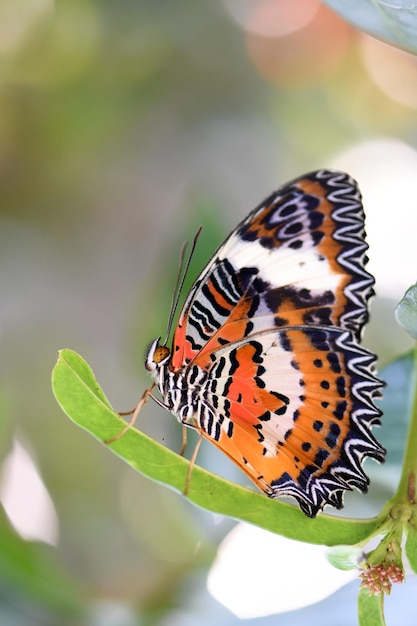 Farfalla nel Parco delle Farfalle a Bali, Indonesia.