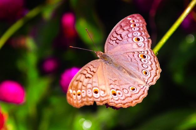 Farfalla nella fine del giardino in su