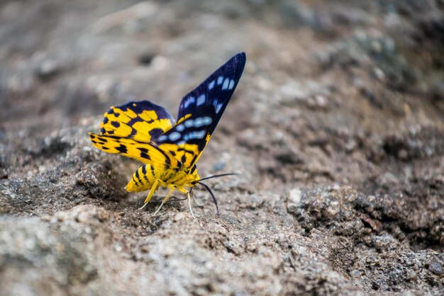 Farfalla nella foresta, insetto e animale