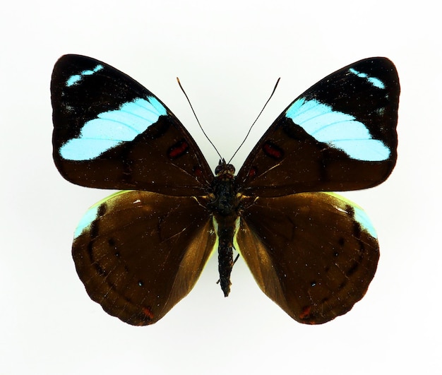 Farfalla nera blu isolata su bianco, macro di Nessaea aglaura da vicino, nymphalidae, raccolta