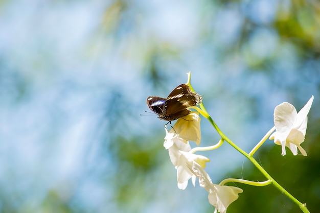 Farfalla nera sull&#39;orchidea bianca nel giardino.