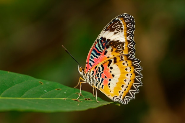 Farfalla normale della tigre sulle foglie verdi