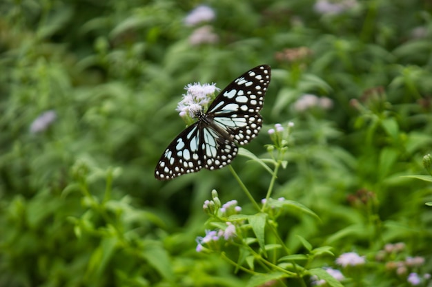 Farfalla o danainae macchiata blu di milkweed che riposa sulle piante durante la stagione primaverile