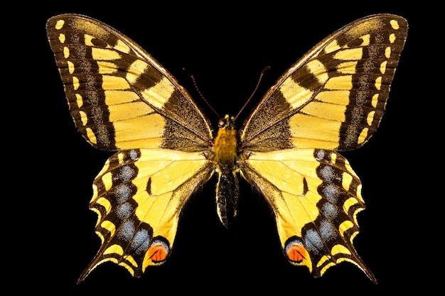 Farfalla Papilio Macaone