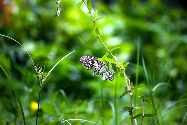 Farfalla Papilio o farfalla comune di lime posata sulle piante da fiore nel suo ambiente naturale