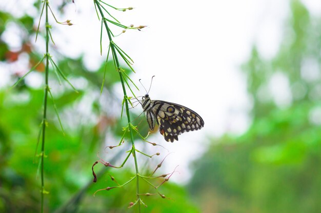 Farfalla Papilio o farfalla comune di lime posata sulle piante da fiore nel suo ambiente naturale