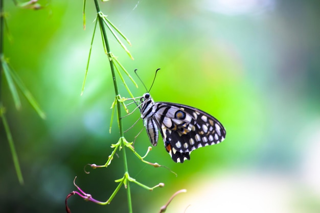 Farfalla Papilio o farfalla comune di lime posata sulle piante da fiore nel suo ambiente naturale