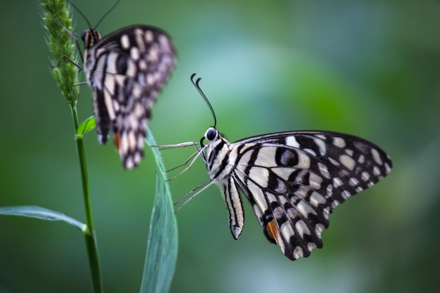 Farfalla Papilio o farfalla comune di lime posata sulle piante da fiore nel suo ambiente naturale