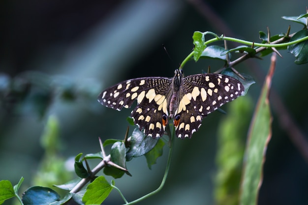 Farfalla Papilio o farfalla comune di lime posata sulle piante da fiore nel suo ambiente naturale