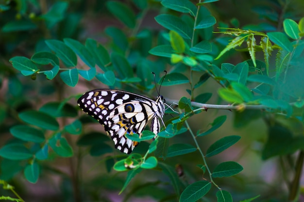 Farfalla Papilio o farfalla comune di lime posata sulle piante da fiore nel suo ambiente naturale