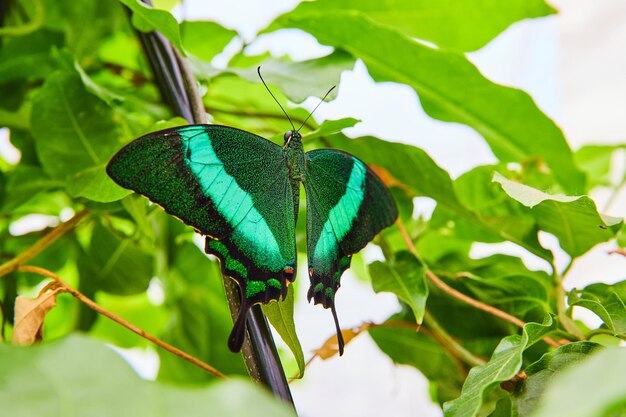 Farfalla pavone fasciata verde vibrante con ali aperte