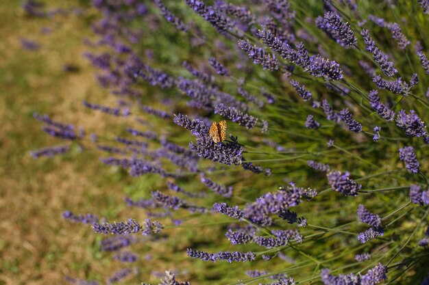 Farfalla posata su fiori di lavanda viola che sbocciano in giardino