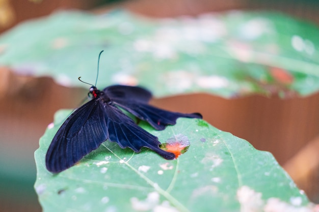 Farfalla rosa rosa Pachliopta kotzebuea