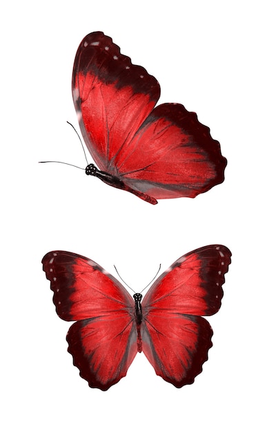 Farfalla rossa. insetto naturale. isolato su sfondo bianco