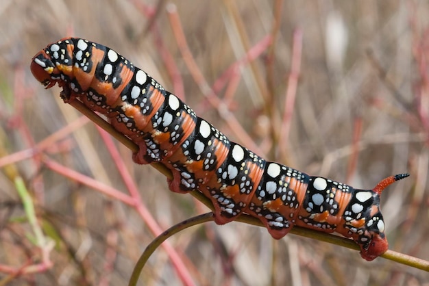 Farfalla Sfinge bruco Acherontia atropos Malaga Spagna