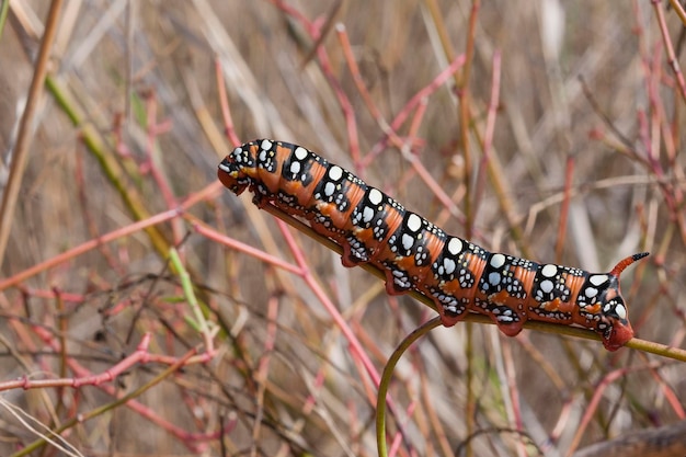 Farfalla Sfinge bruco Acherontia atropos Malaga Spagna