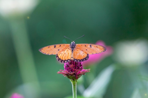 Farfalla su fiore rosso nel giardino con sfondo naturale