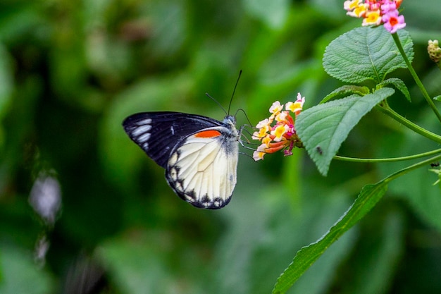 farfalla su un fiore nel giardino in primo piano