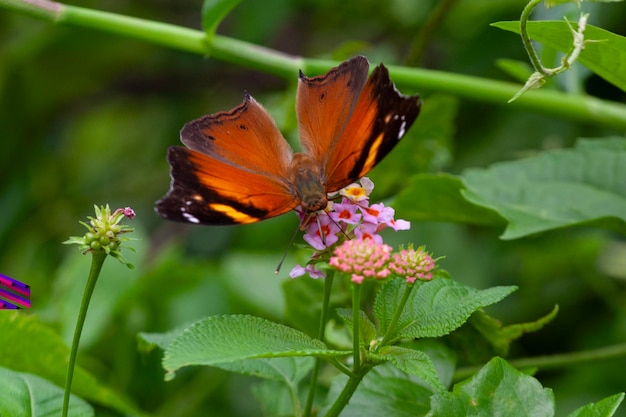 farfalla su un fiore nel giardino in primo piano