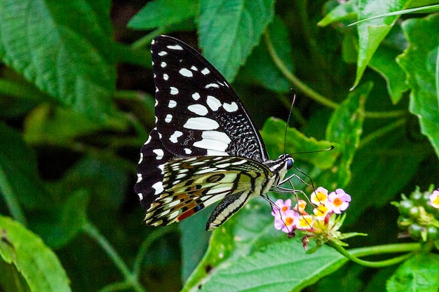 farfalla su un fiore nel giardino in primo piano