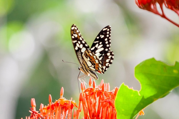 farfalla su un fiore nel giardino in primo piano