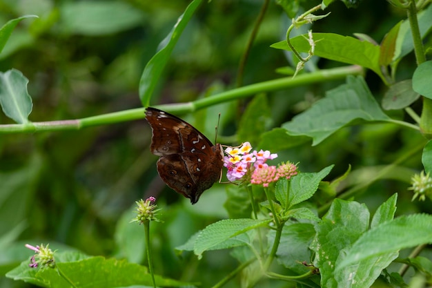 farfalla su un fiore nel giardino in primo piano