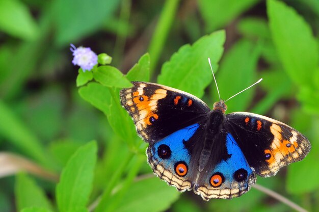 Farfalla su un fiore