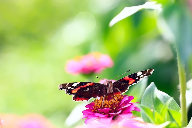 farfalla su un fiore