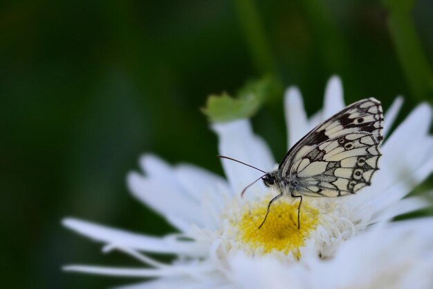 farfalla su un fiore