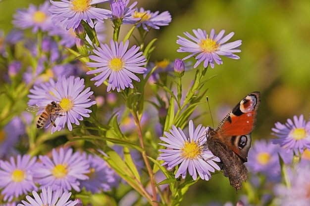 farfalla su un fiore