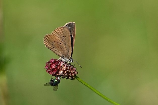 farfalla su un fiore