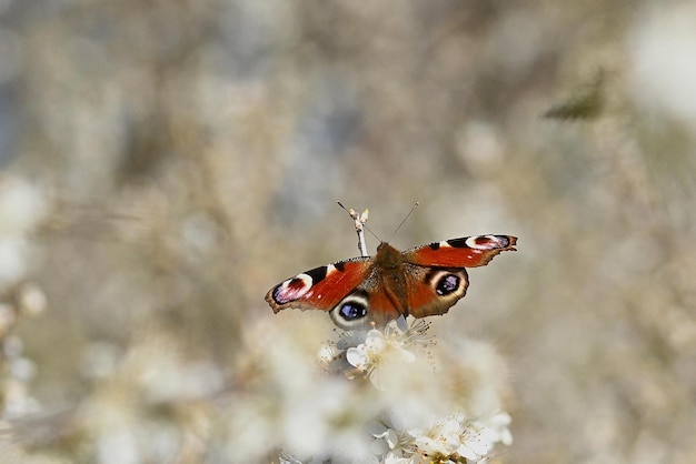 farfalla su un fiore