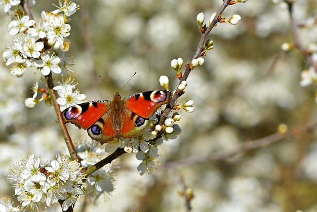 farfalla su un fiore