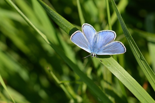 farfalla su un fiore