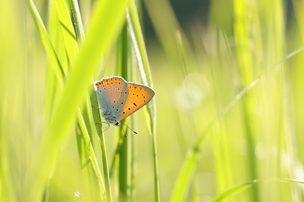 Farfalla su un prato primaverile sotto il sole