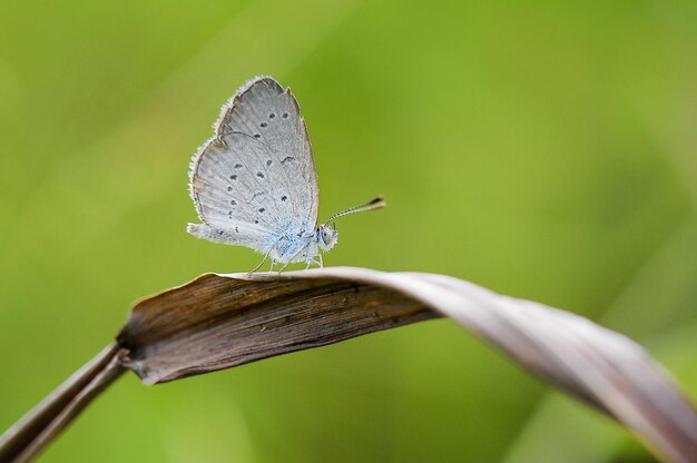 Farfalla su una foglia in giardino