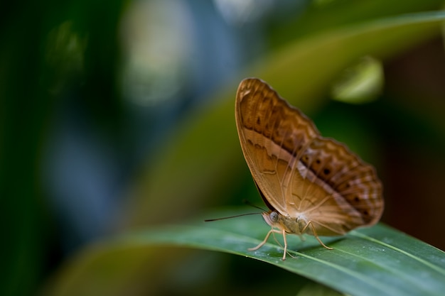 Farfalla su una foglia verde