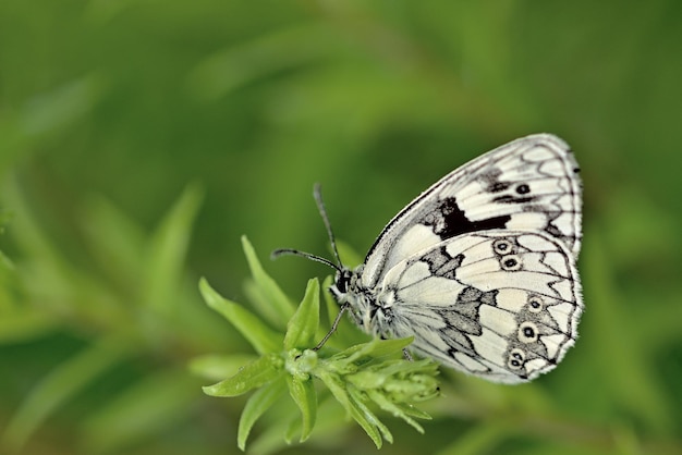 Farfalla su una foglia verde